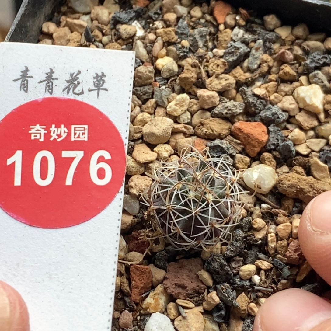 实生草刺娇丽一颗