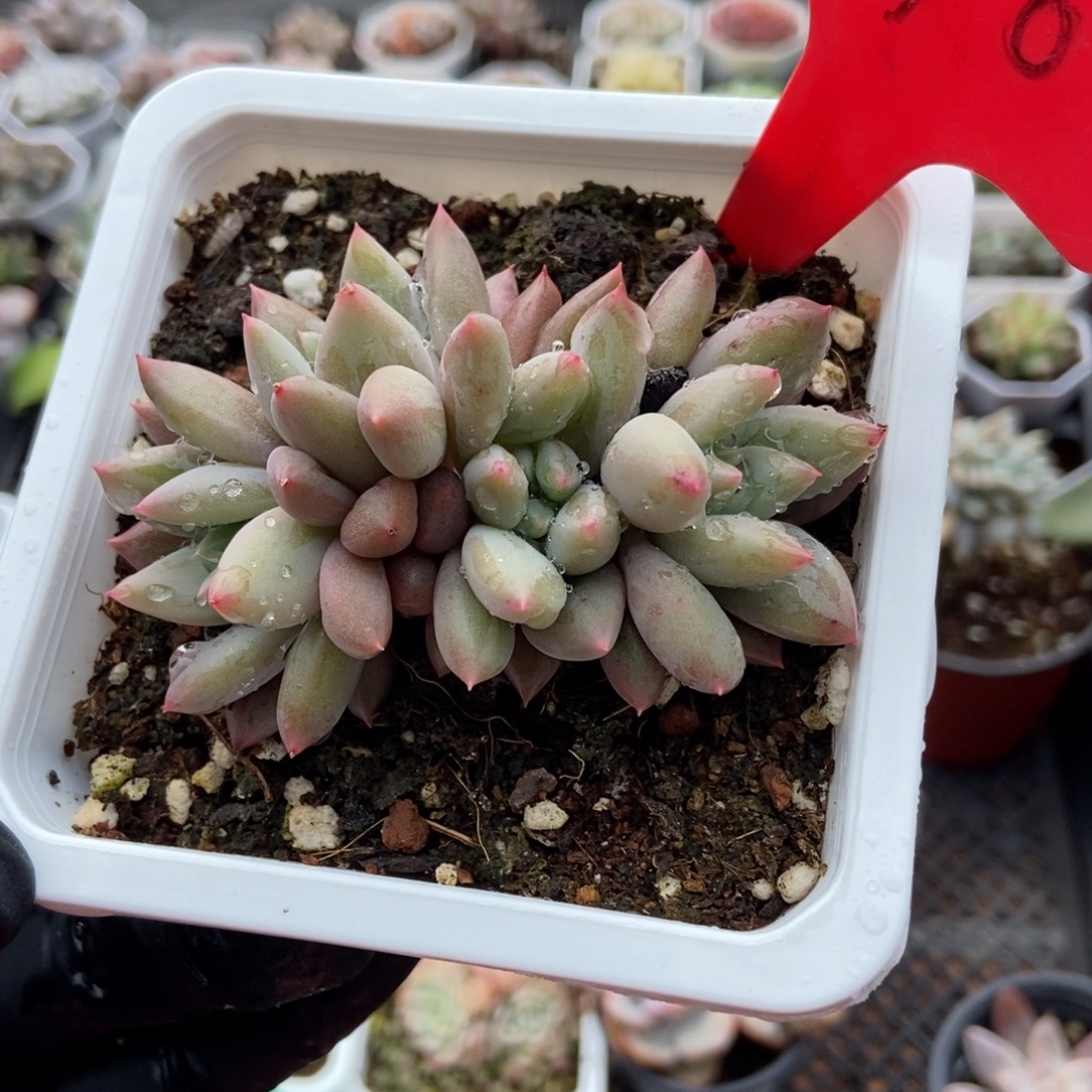 690车厘子多肉植物多肉