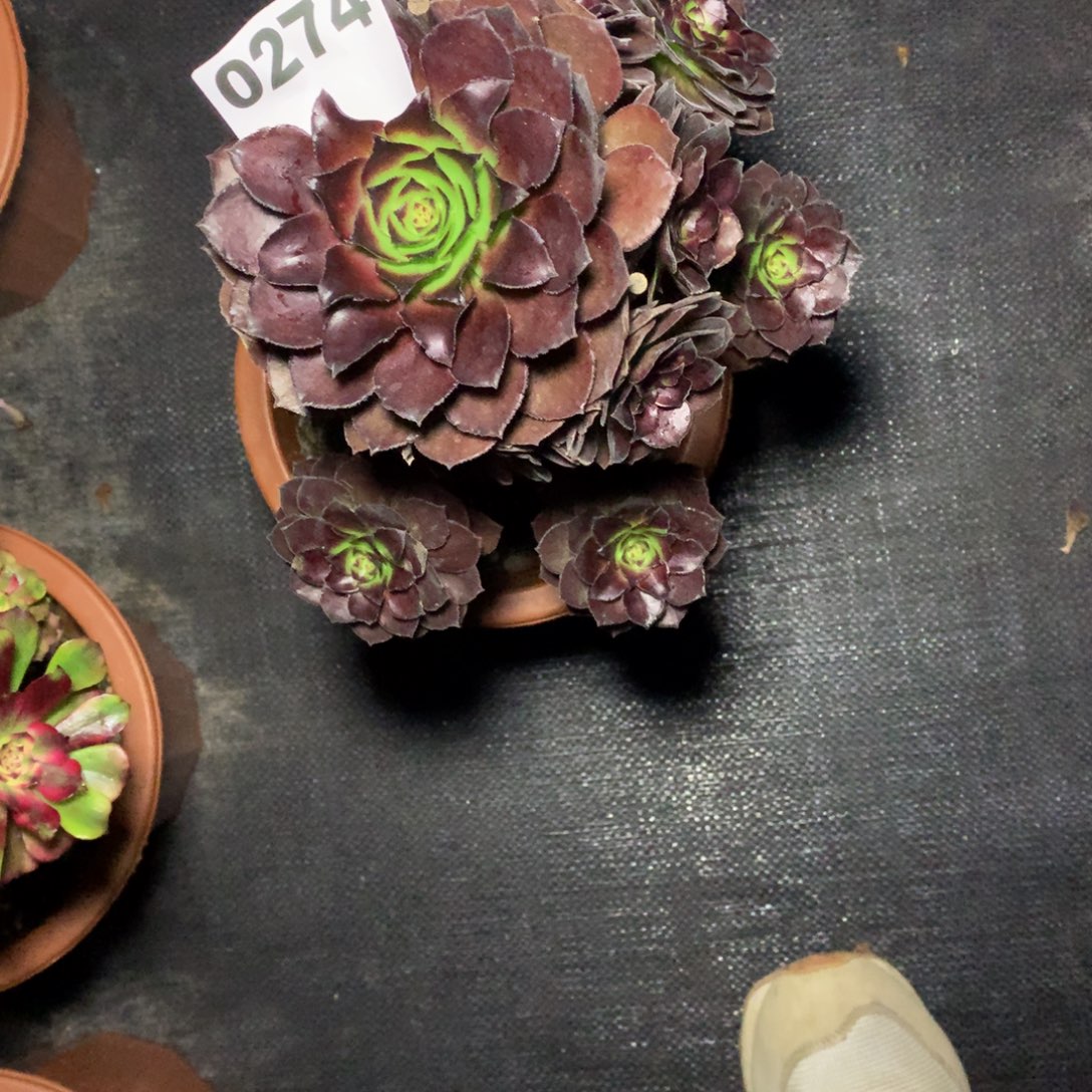 黑美人274法师多肉植物10000000