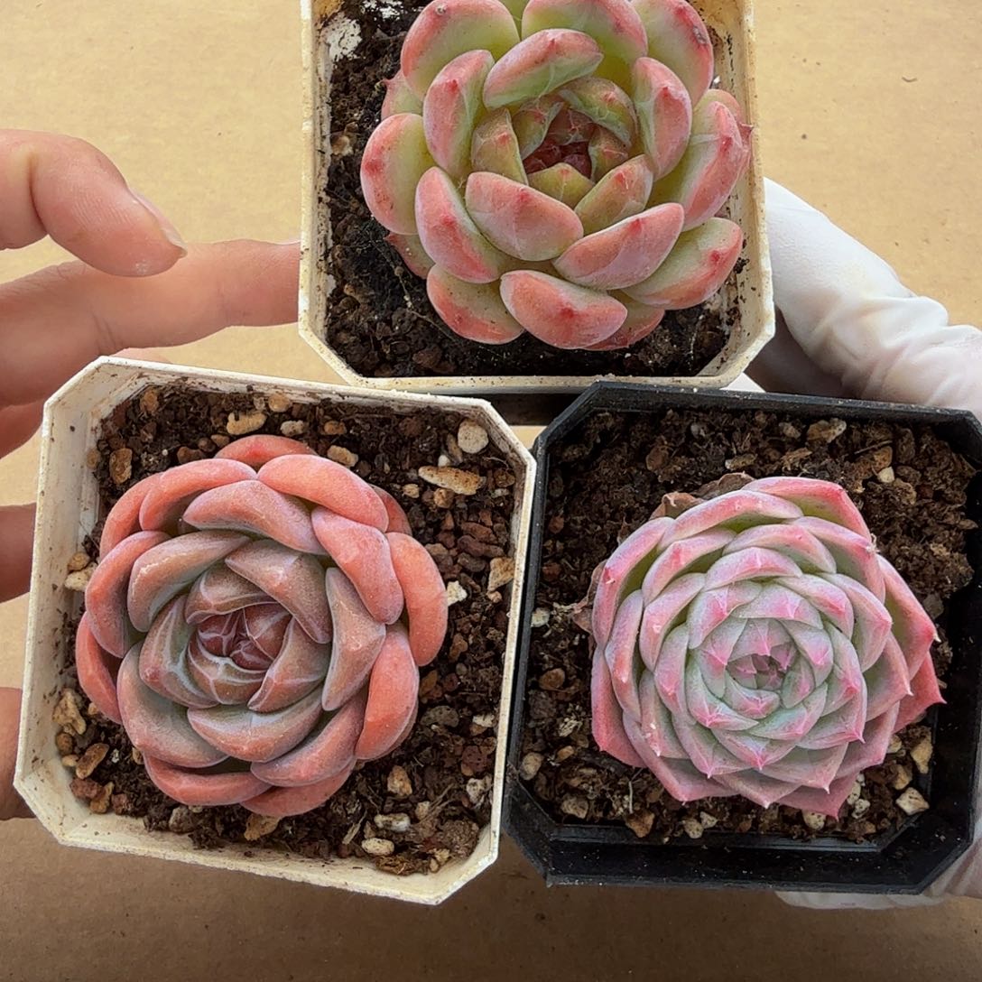 1102-48三颗珍妮多肉