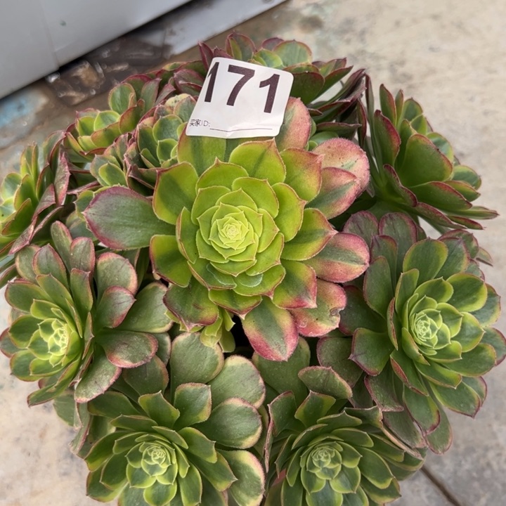 171奶白锦20厘米左右