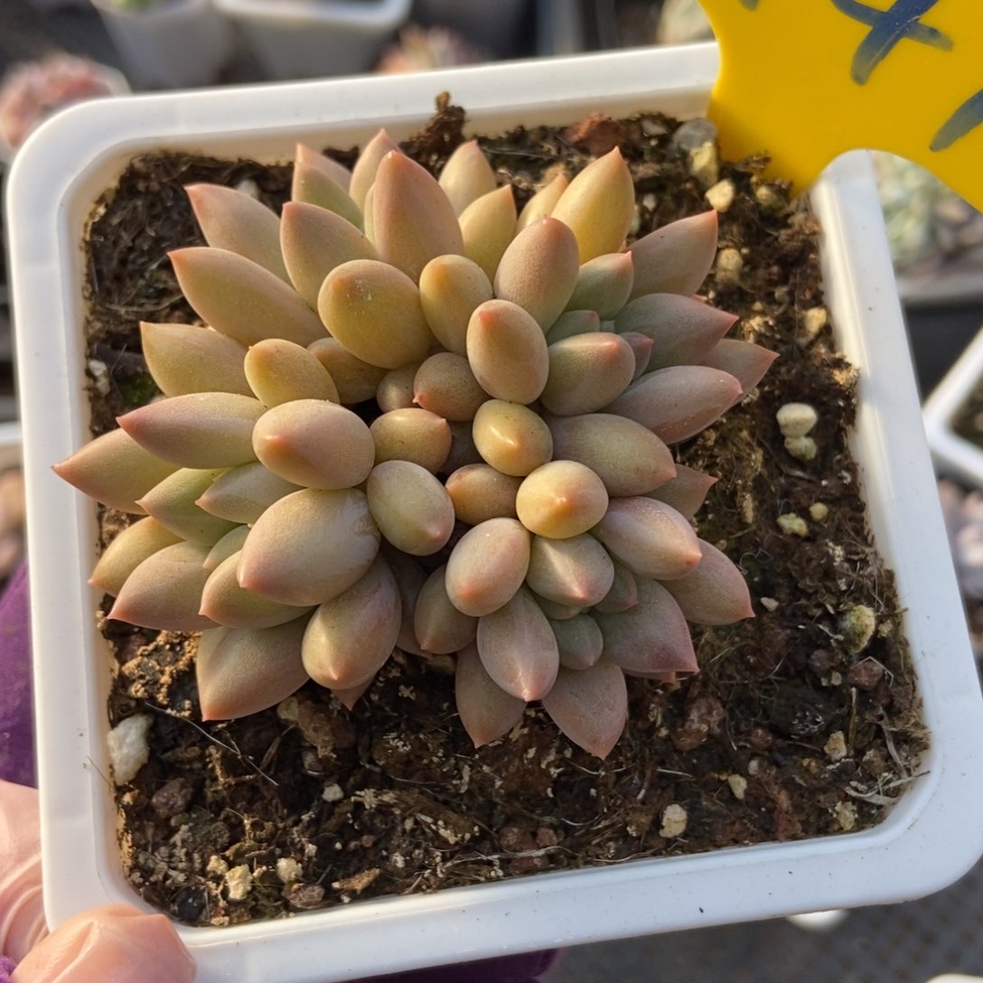 941车厘子多肉植物