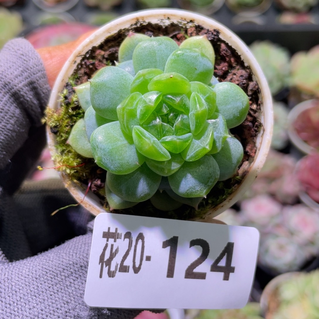 花利美20-124珍妮