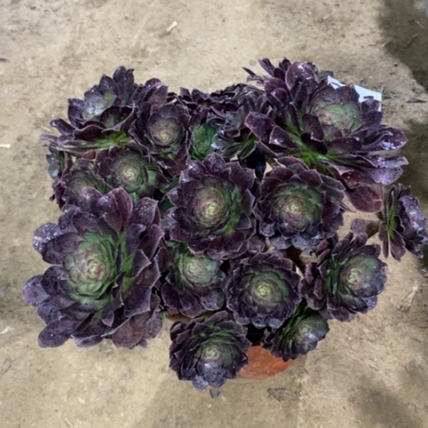 781赤艳莲134567789