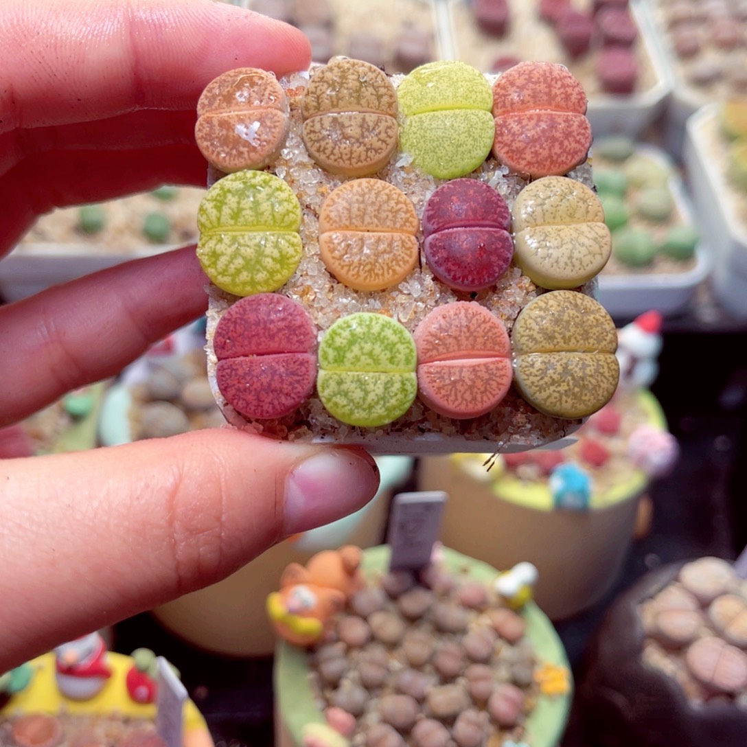 502号带盆包邮发货生石花