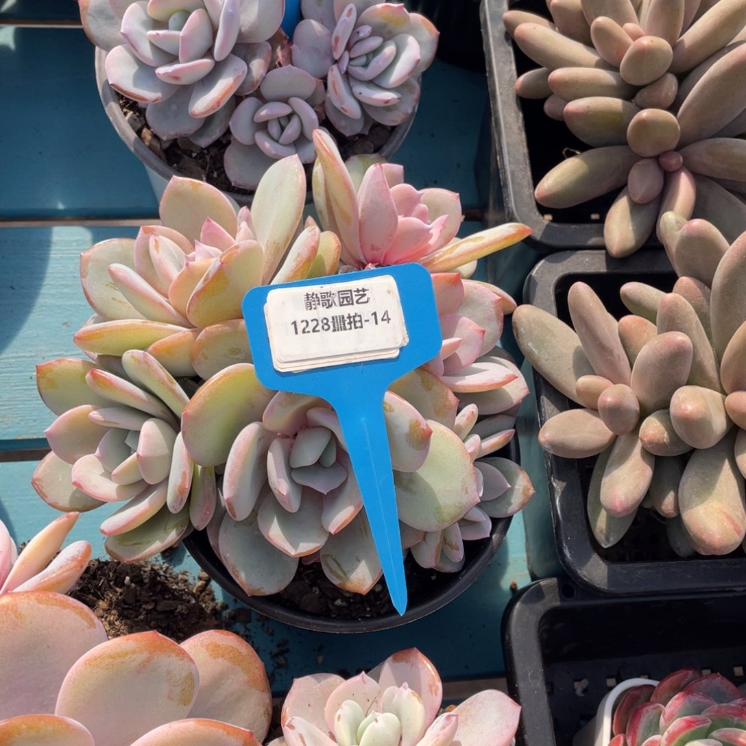 1228-14-六头老桩韩版奶茶一颗