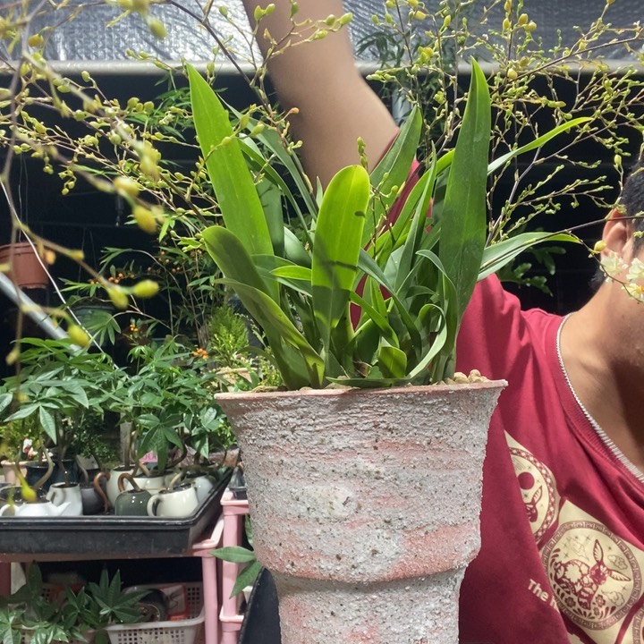 @***H以实际为准盆景绿植盆栽37