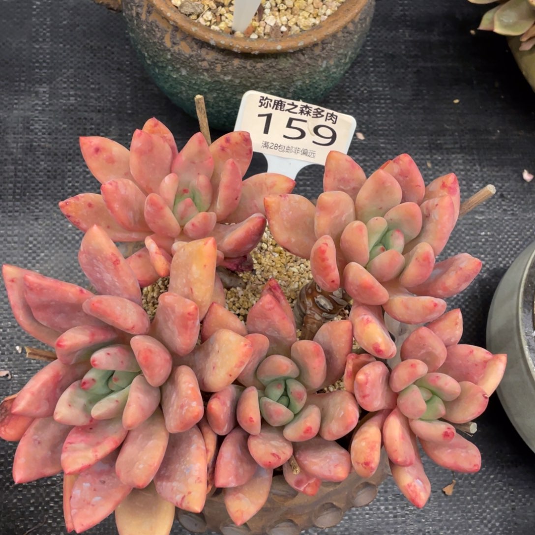 弥鹿之森一物一拍