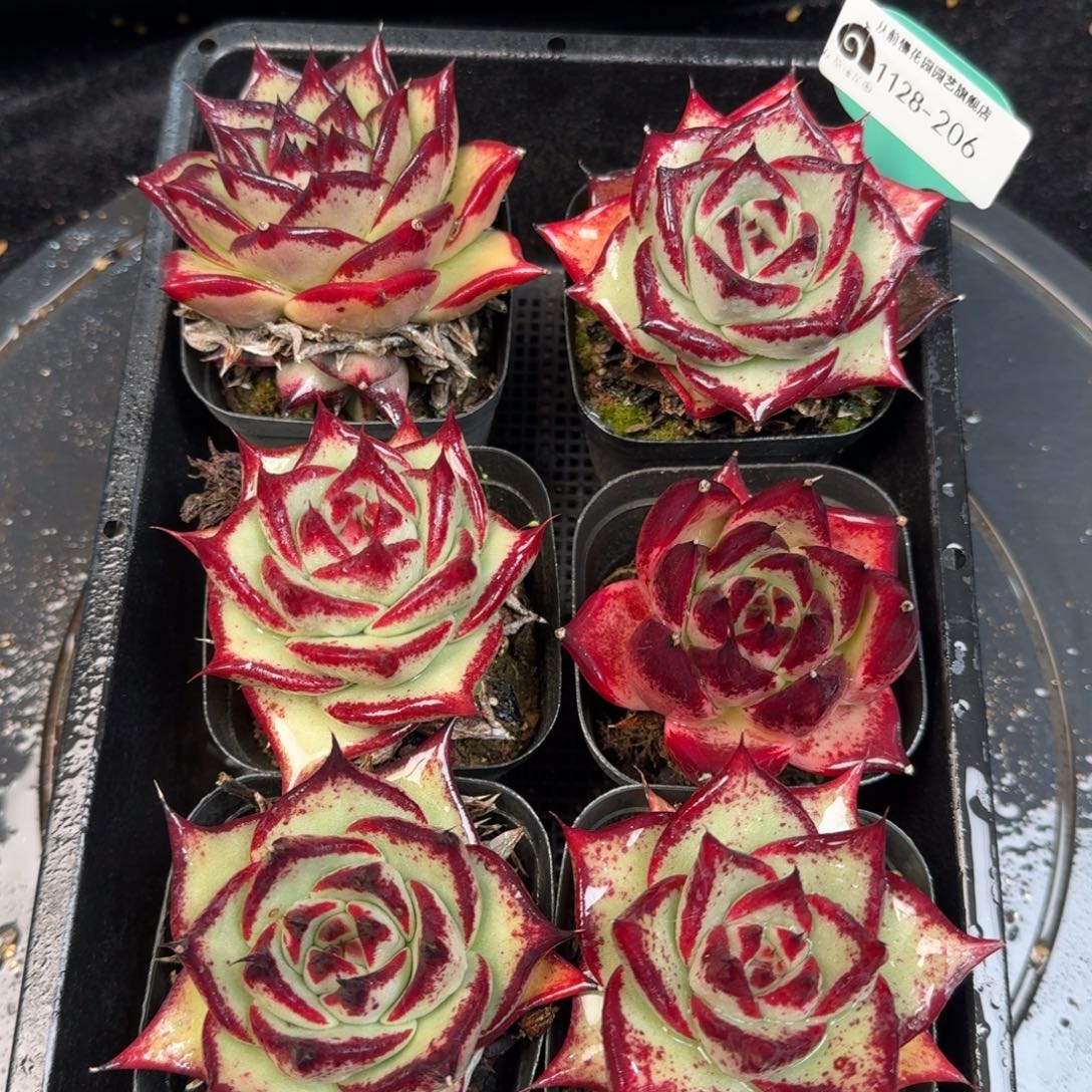 从前慢多肉精选编号1128.206