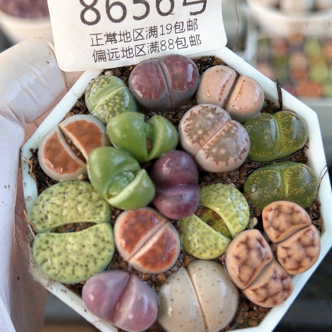 好养易活生石花大母本8656