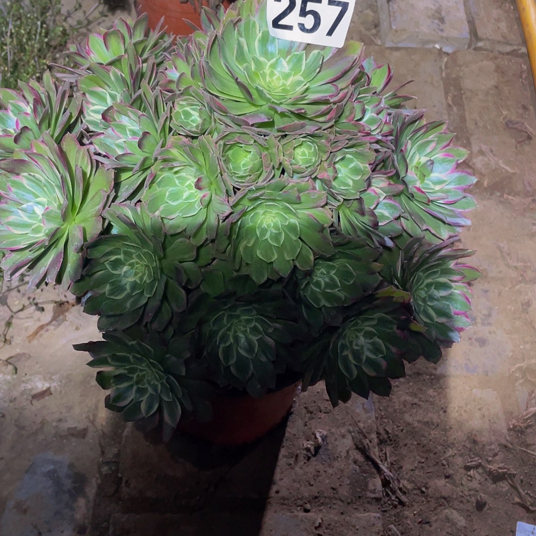 多肉法师257号莲花座发货不包损