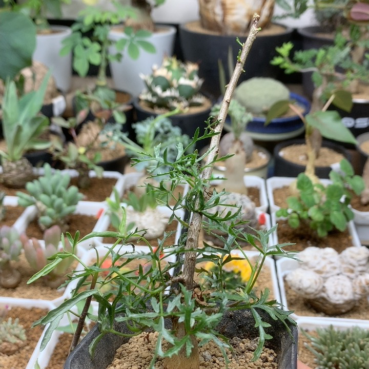 实生飞羽橄榄带盆多肉