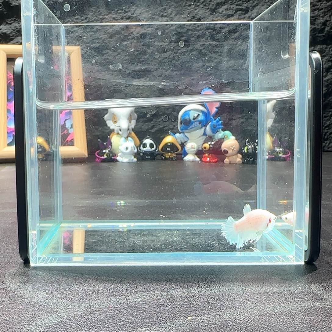 斗鱼十二月二十七号