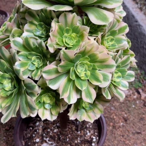 多肉植物金丝翡翠锦，