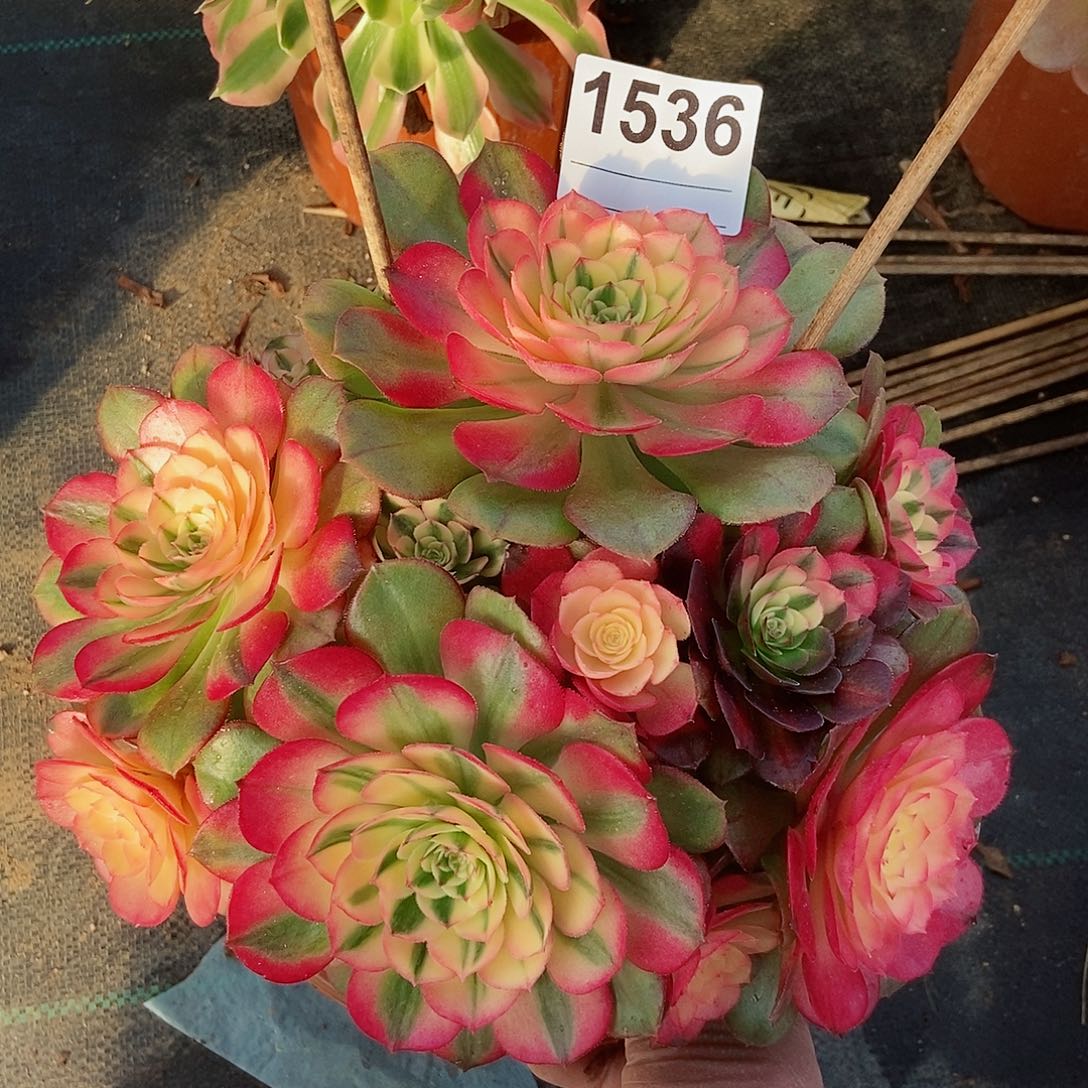 红陶成****?1536荔枝4冠服20阴阳