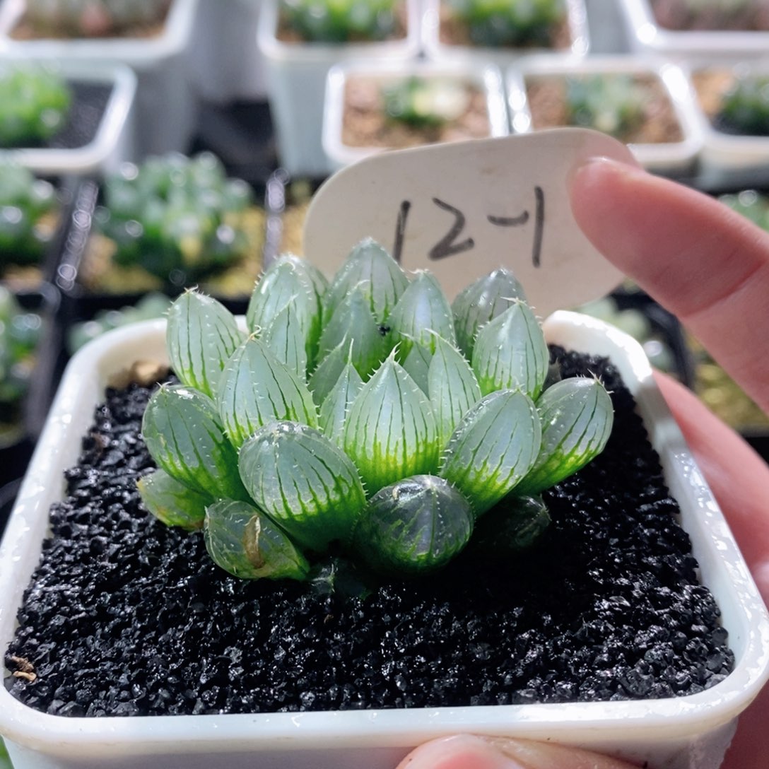 实生玉露多肉植物