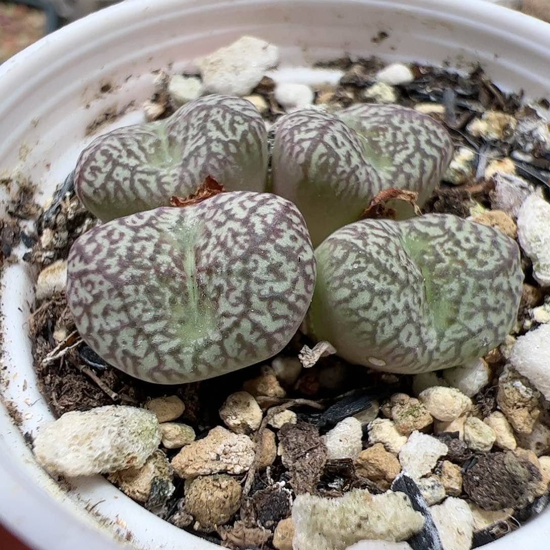【闪购商品】168 带盆