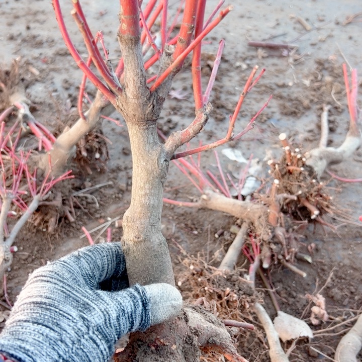 森***林无花朵枫树……枫树