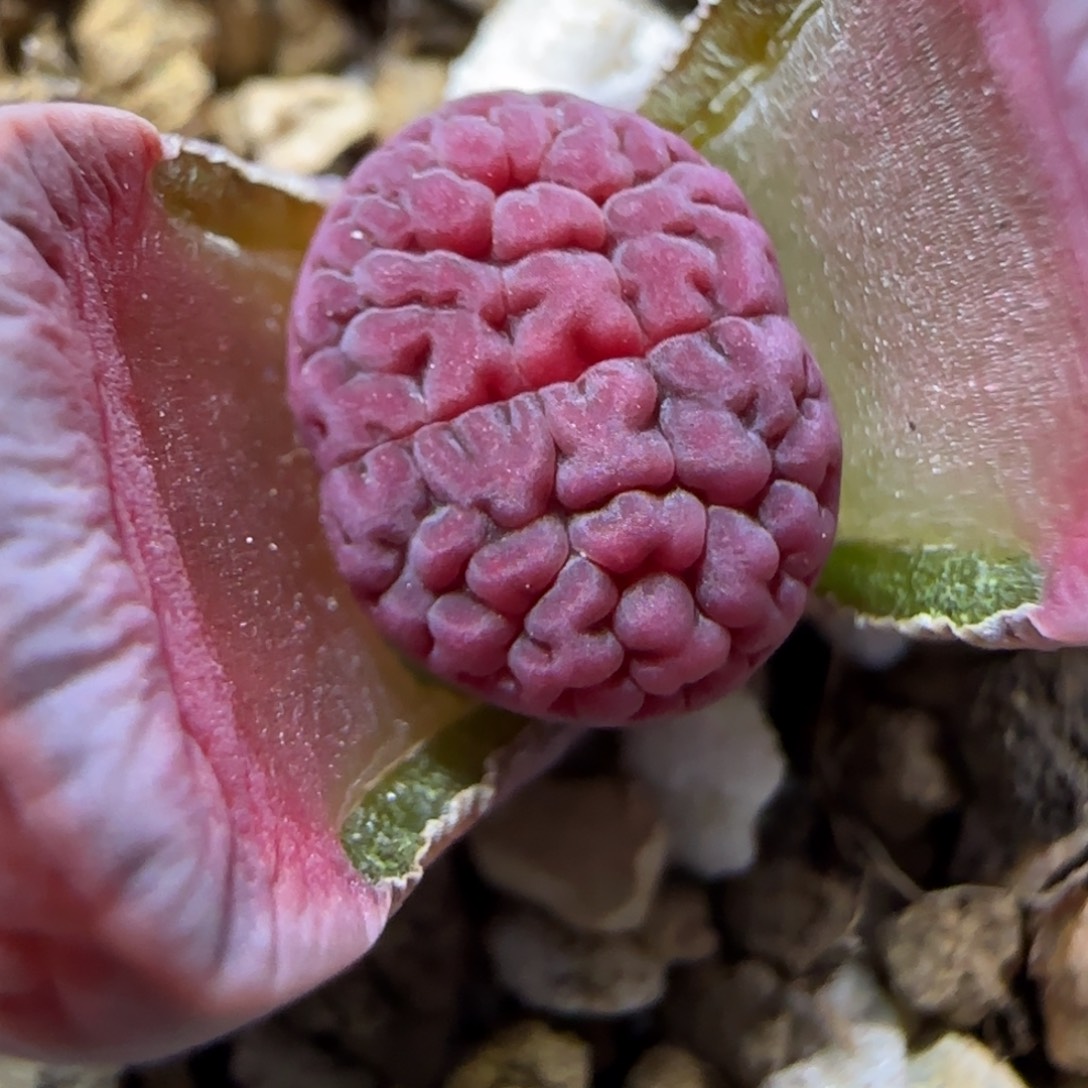 12.26.阿克赛尔玫瑰.9006