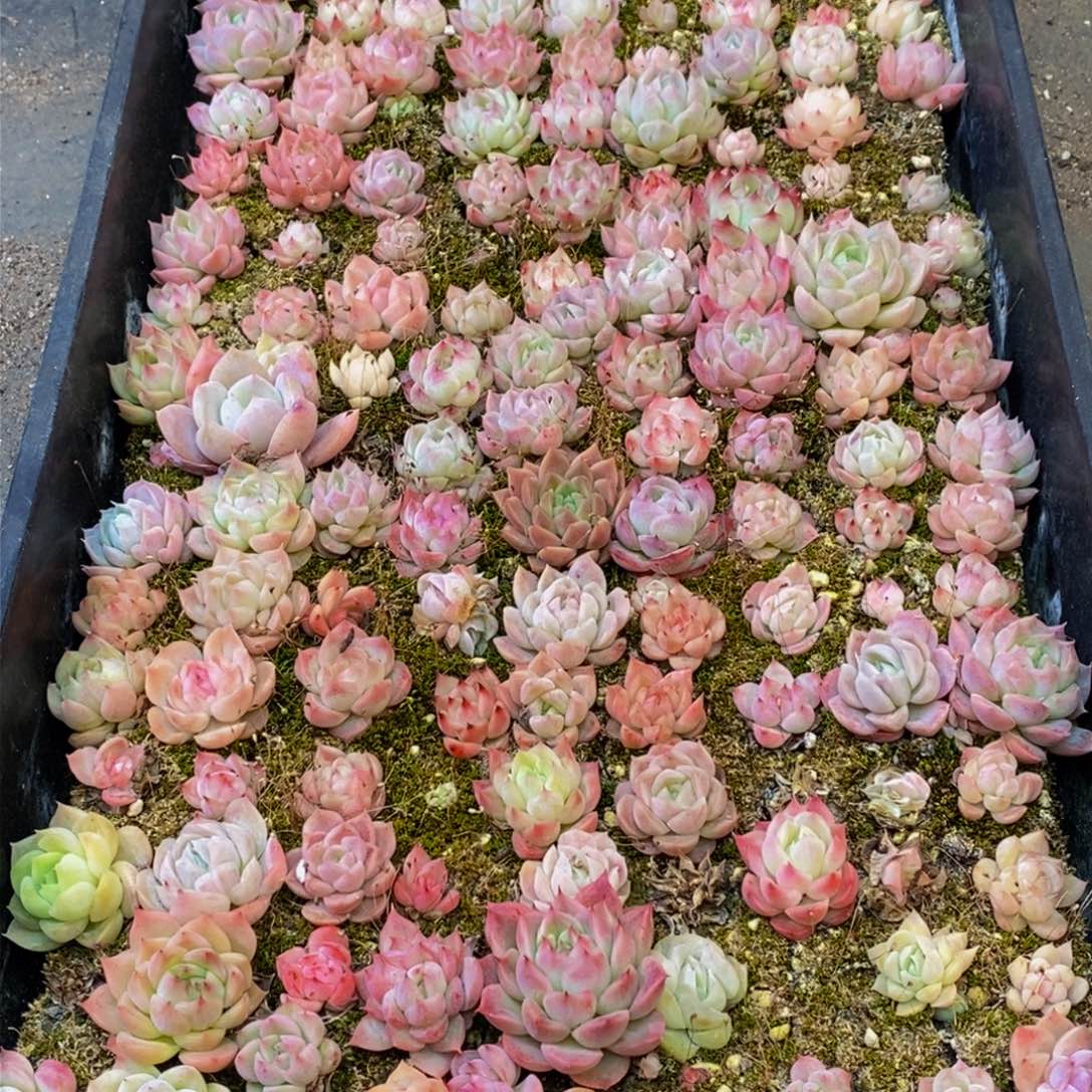 637的人生态度是一