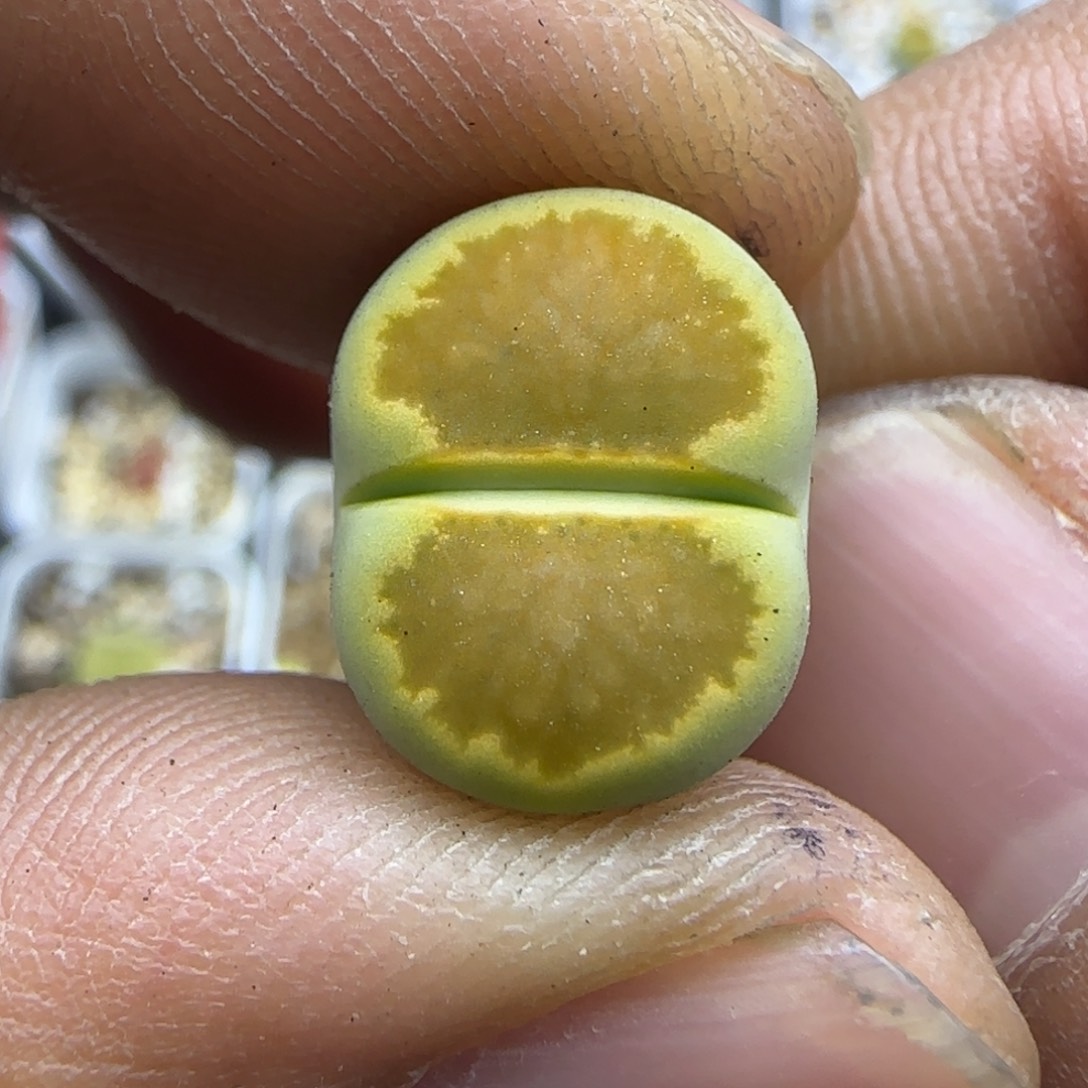 025 生石花大棚直播