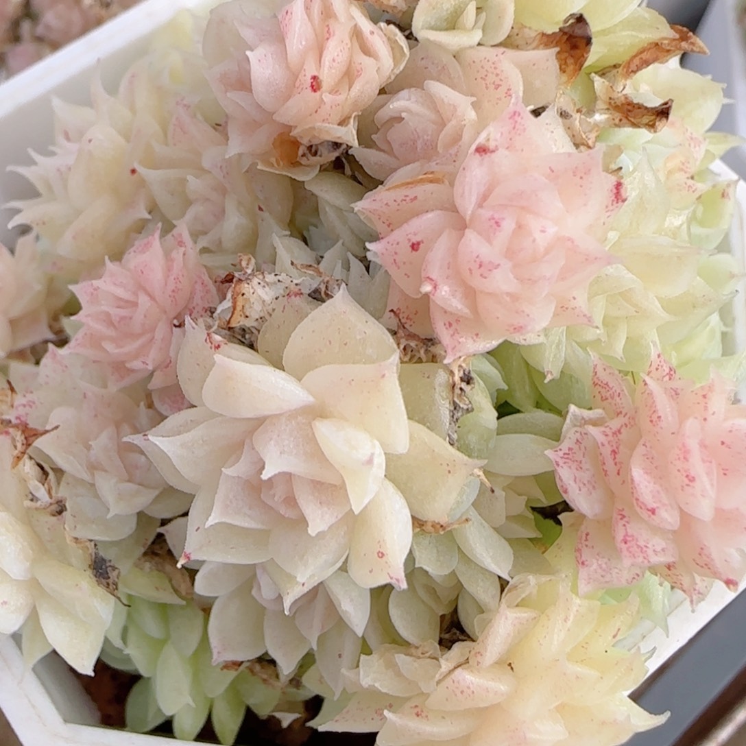 花语多肉1218-270散