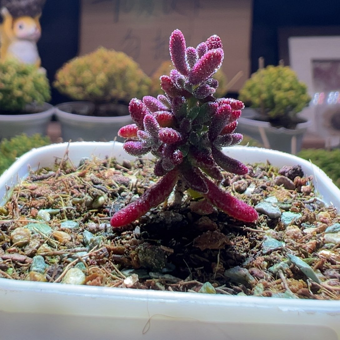 743红麒麟一物一拍包开箱