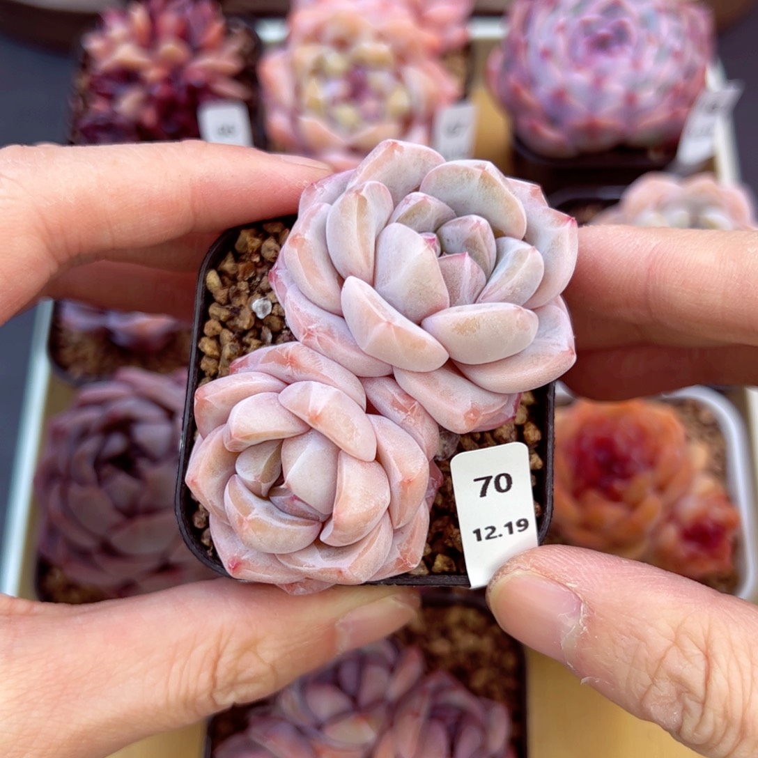 好好看70、哈哈哈哈