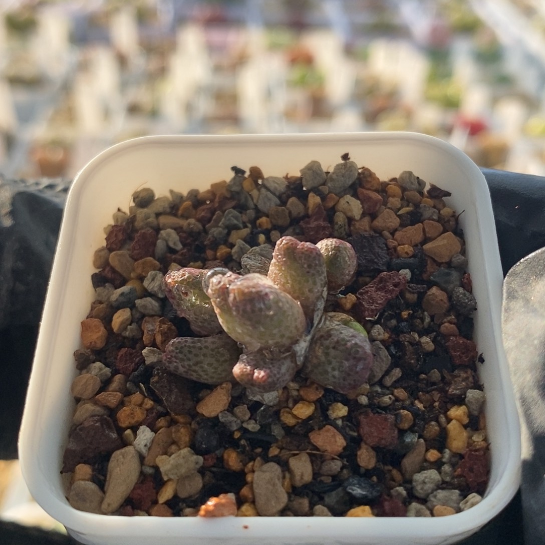 班马群生9头满49包邮