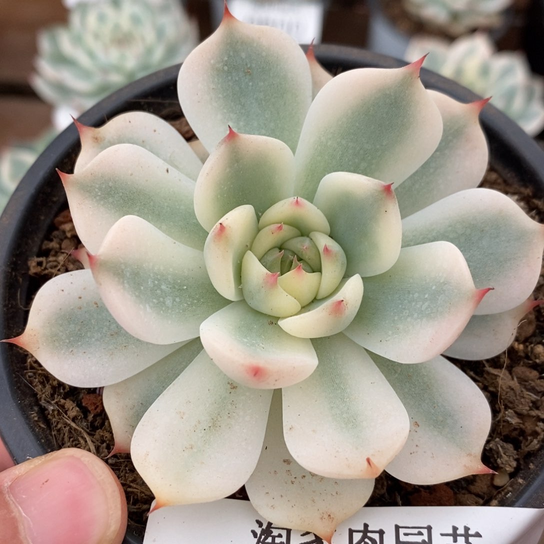 吉娃娃锦多肉植物0602