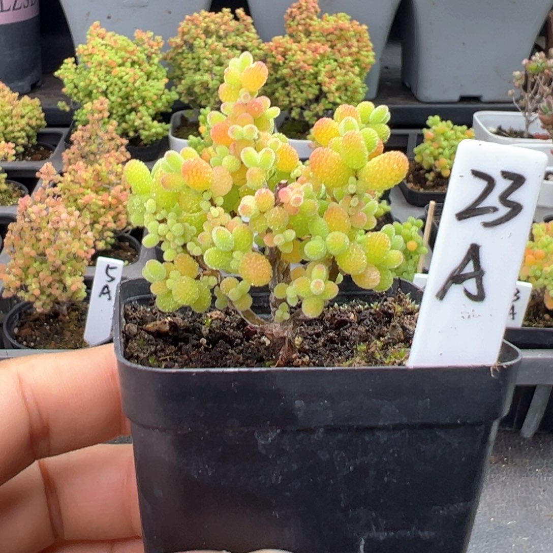 精控金桔糖球23号