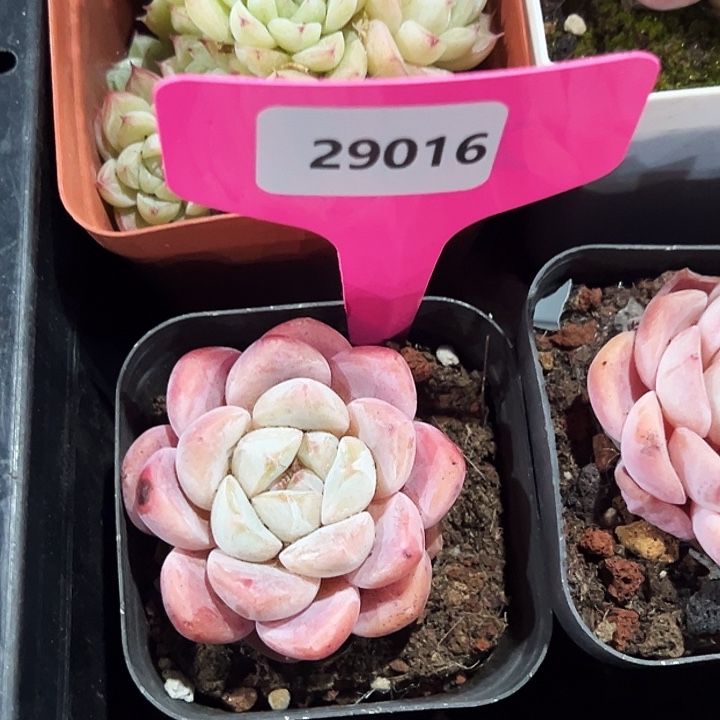 冬***梅糖心      29016号  