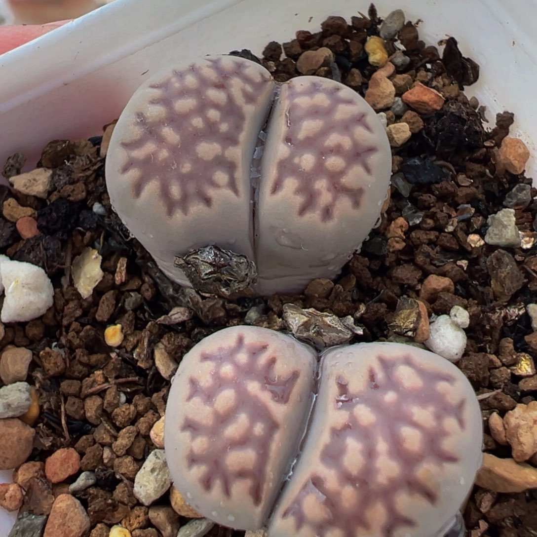 256多肉植物种类和