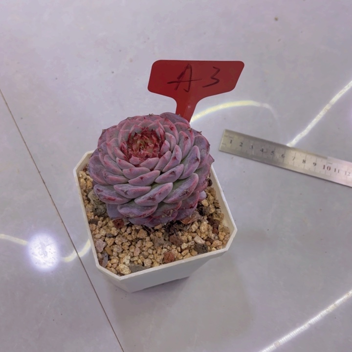 我的小可爱们都好可爱