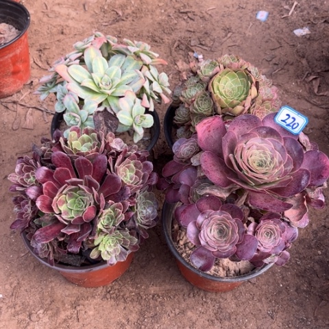 220多肉植物组合，