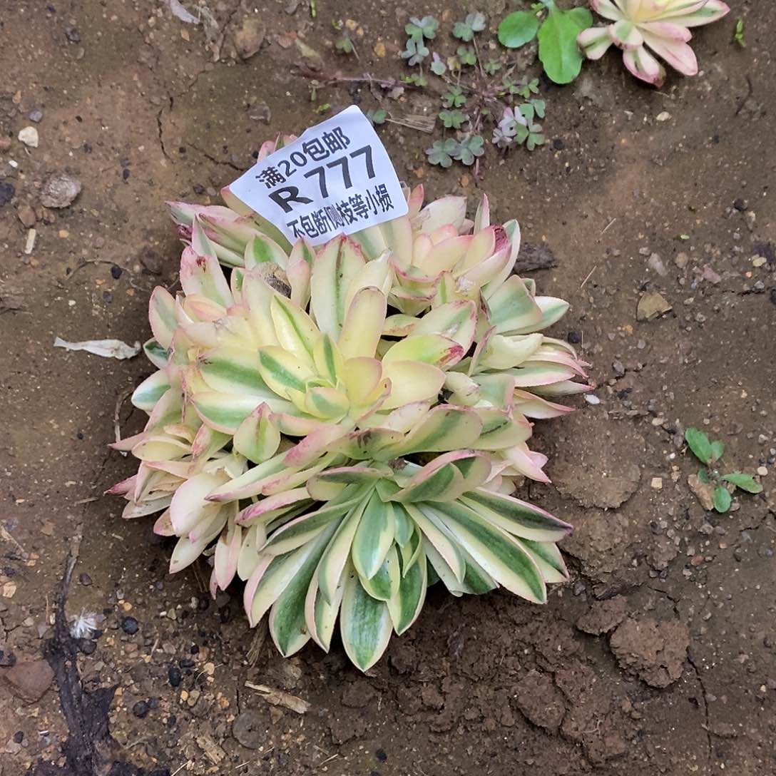777荷花多肉法师锦有砍
