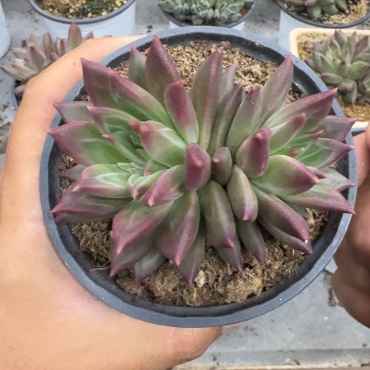 美人杂交 一物一拍