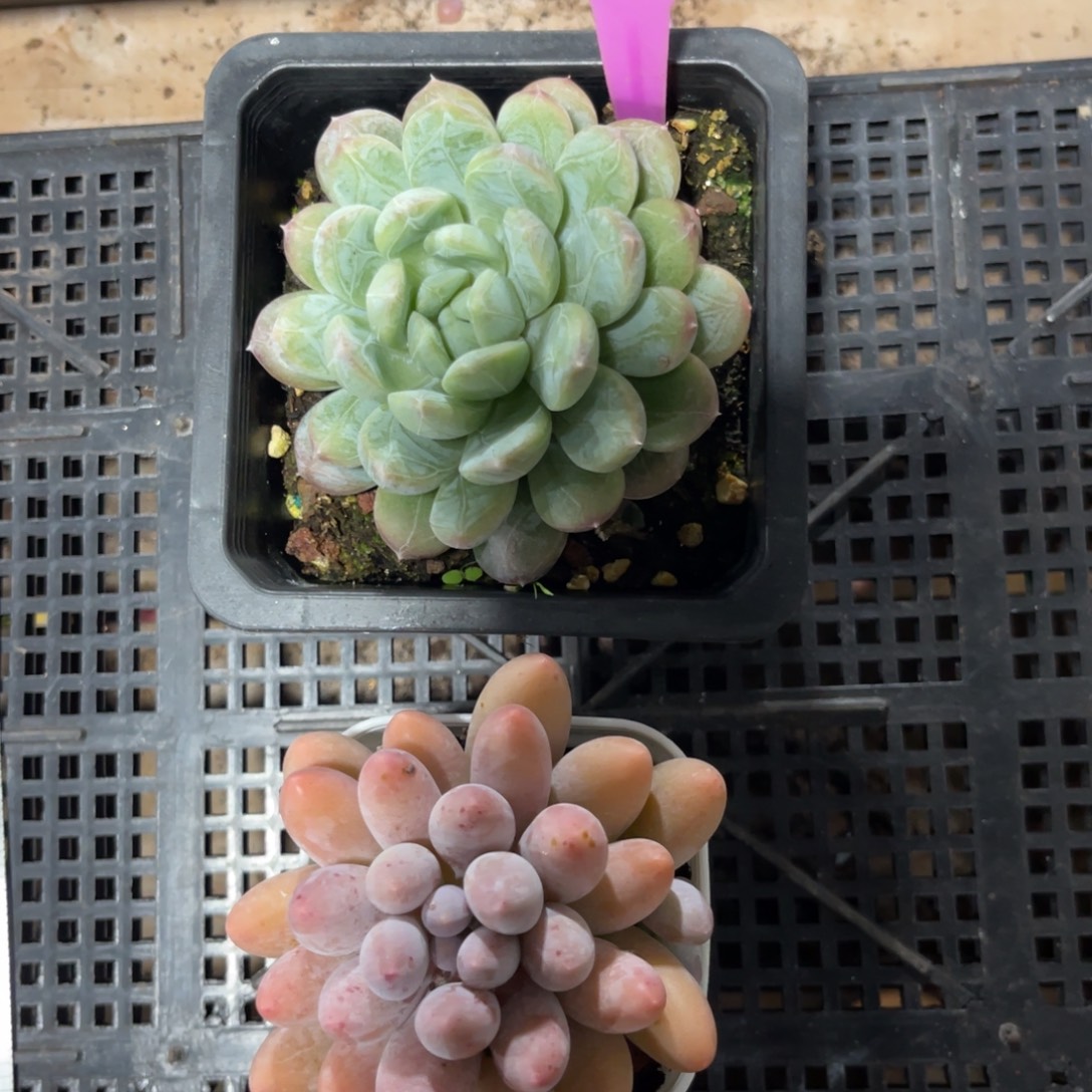 云尘多肉一物一拍937