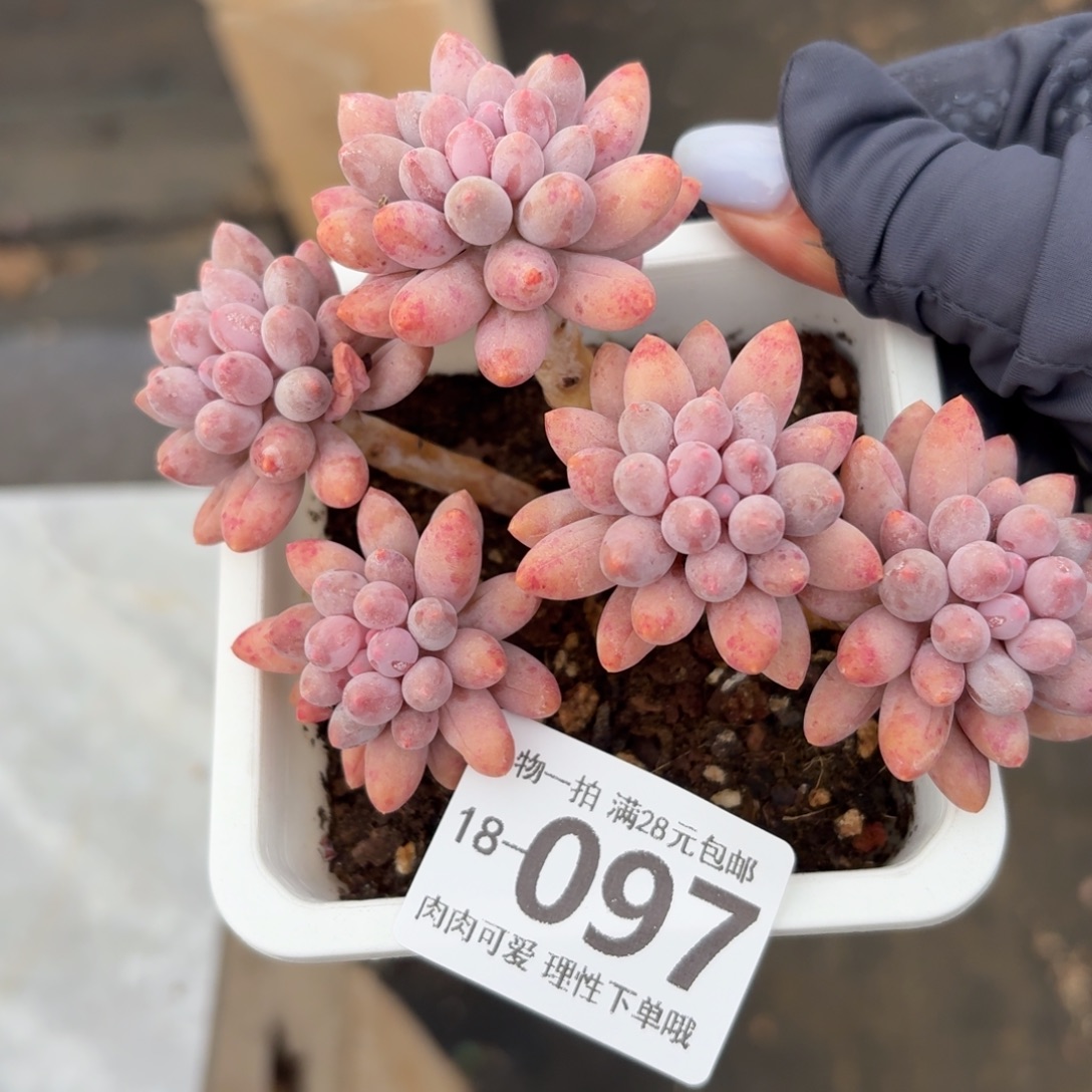 婴儿手指无盆土发货无盆