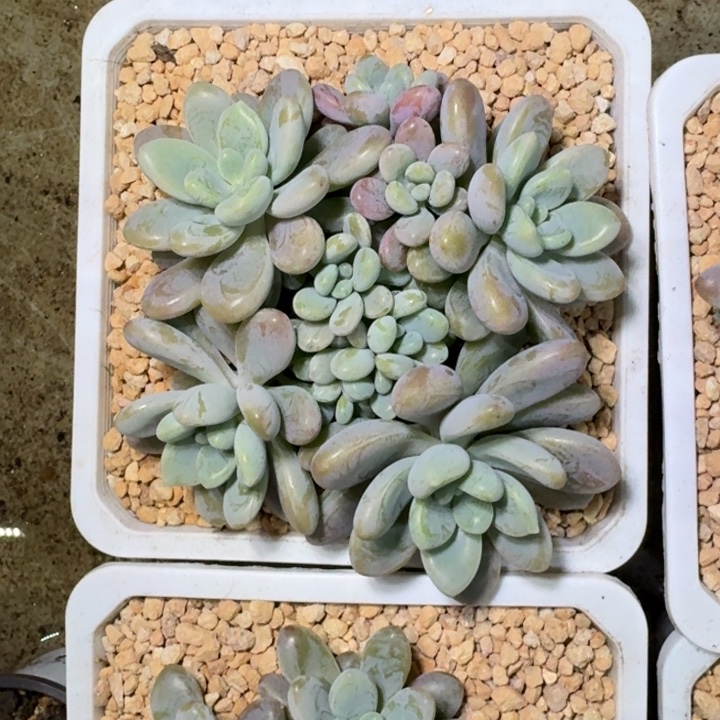 海妮亚 群生 一物一拍