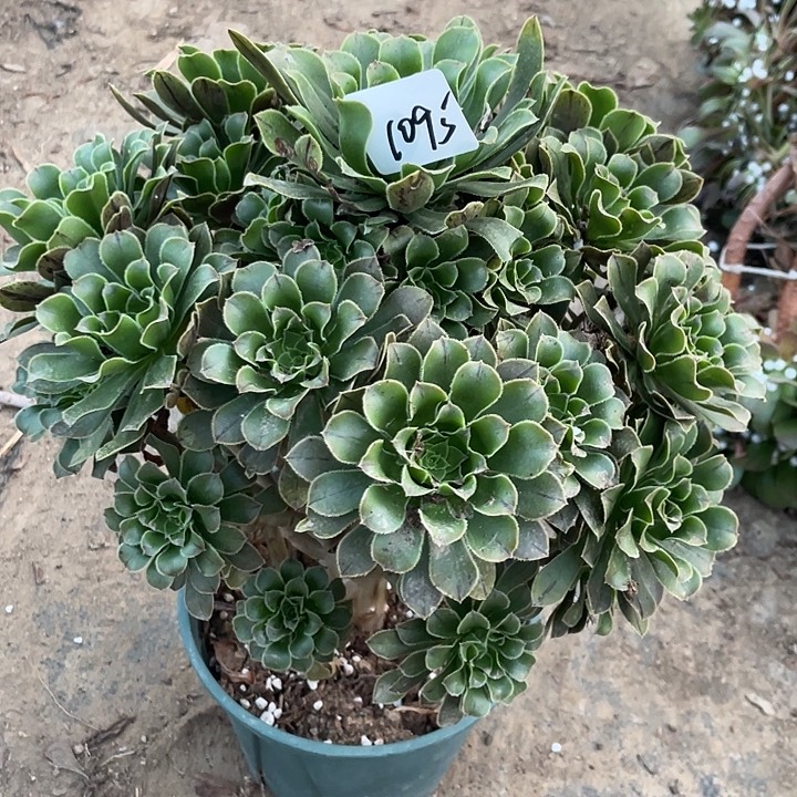 法师植物绿法1095