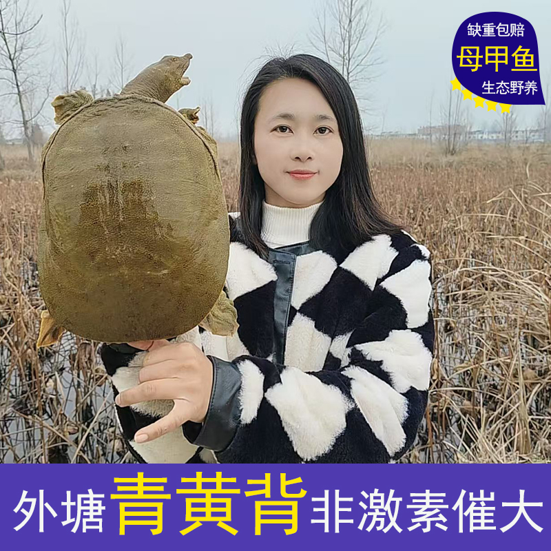 【母甲鱼 一物一拍 】鲜活外塘生态放养母甲鱼团鱼王八