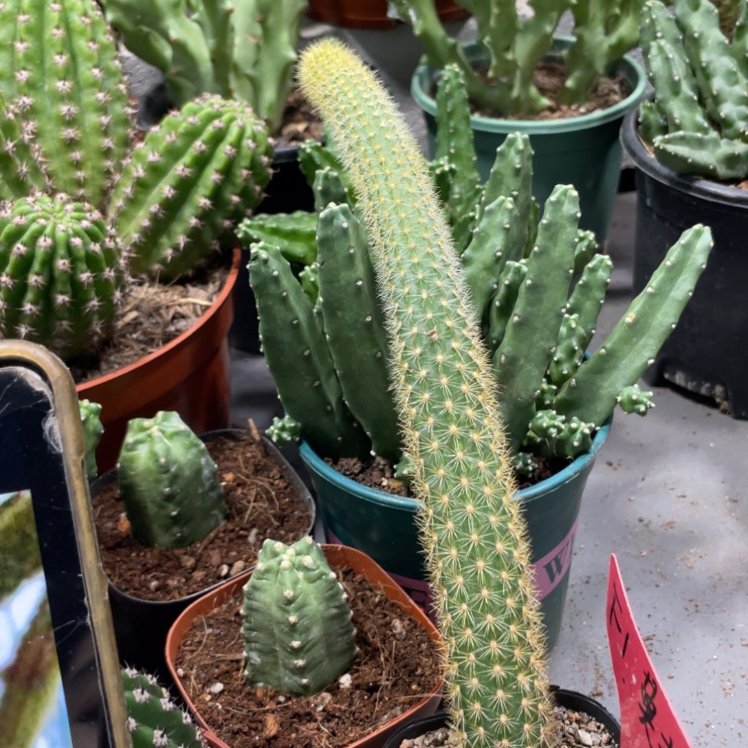 新品进口金妞自根莫拉一杯