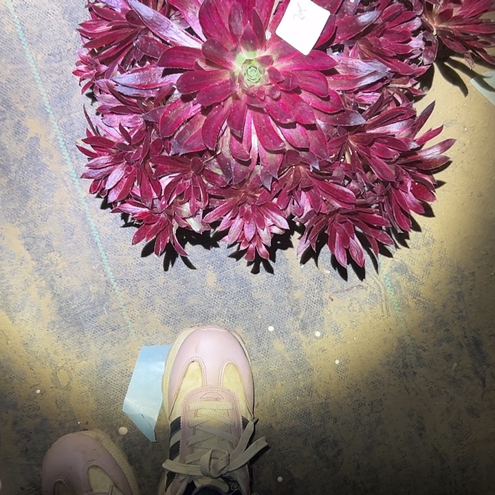 法师链接一物一拍202