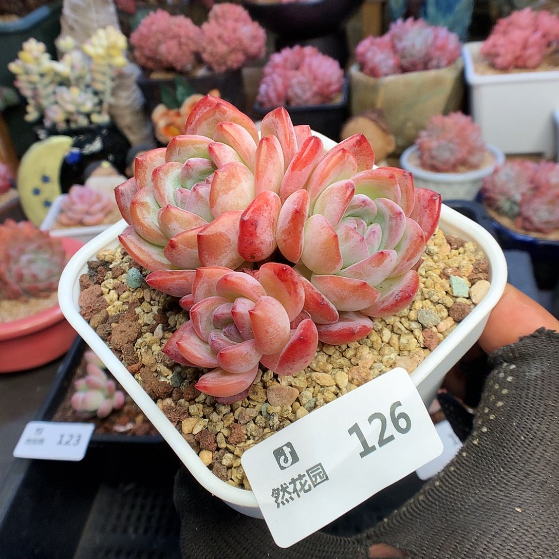 126全明星多肉植物6663