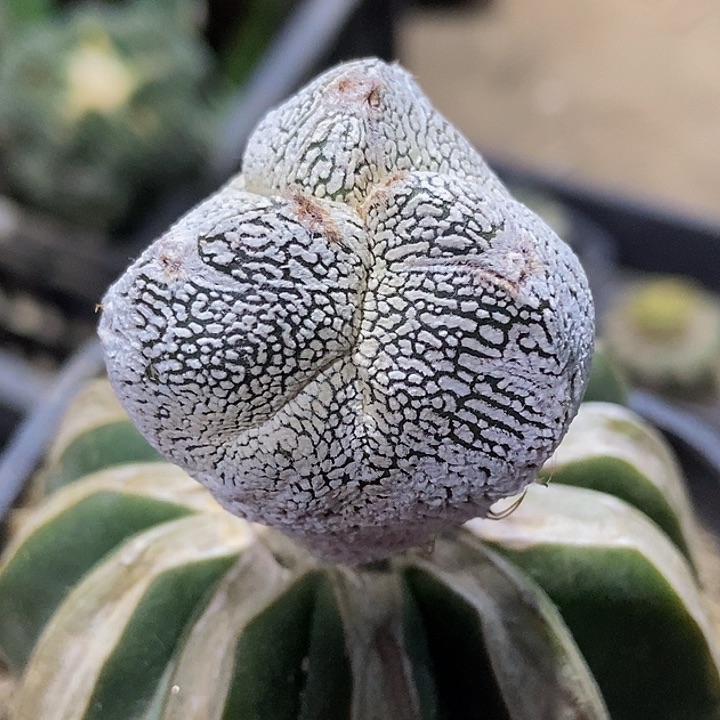 无花朵福利苗接三棱恩冢v750