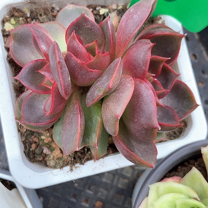 多肉植物红灯裙750