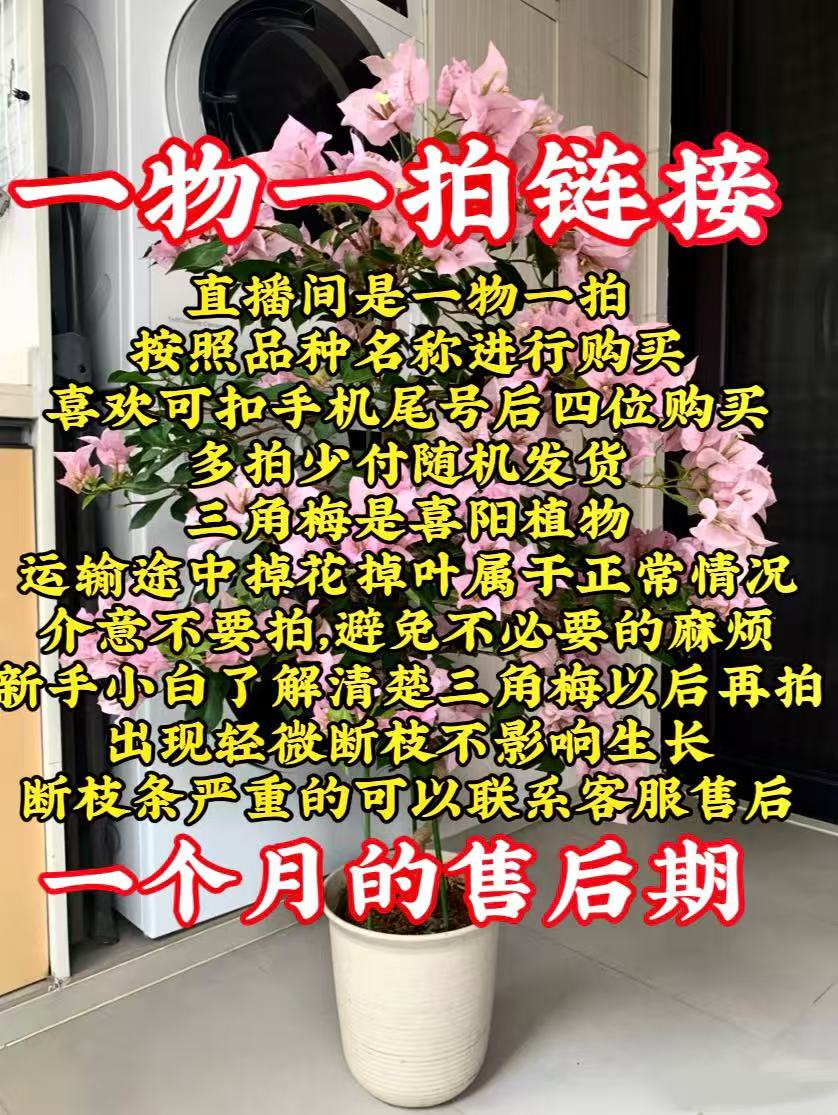 彩花三角梅一物一拍（大号）(掉花掉叶不售后严重时光杆子介意勿拍)