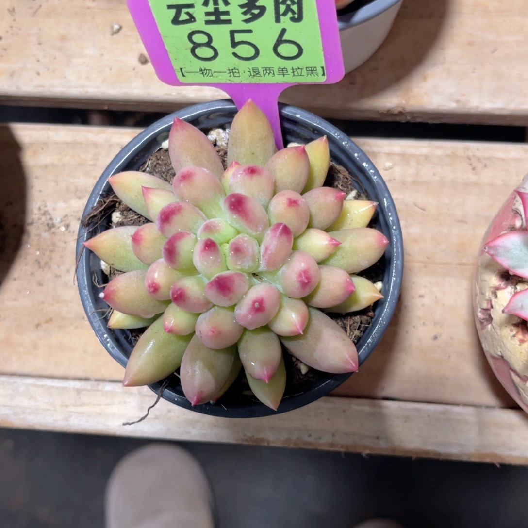 云尘多肉一物一拍856，