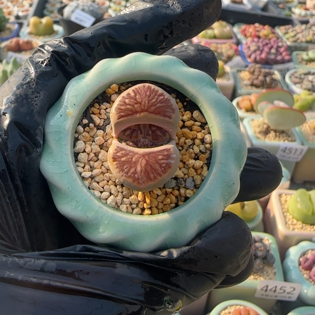 4584--一物一拍 带盆